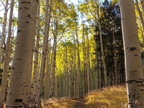 Aspens showing their fall colors on the Inner Basin Loop - Flagstaff AZ    
