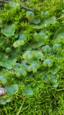 Asterella californica a thalloid liverwort in a bed of moss 
