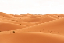 At the edge of the Saharan Desert Morocco 
