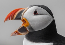 Atlantic puffin Fratercula arctica by Harry Collins 