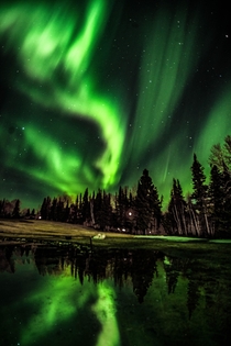 Aurora in the Boreal Forest in Prince Albert National Park Canada 