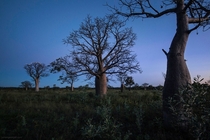 Australia has baobabs too Kimberley Western Australia 
