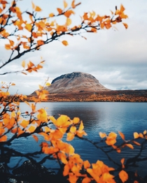 Autumn colors in Finnish Lapland 