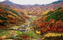 Autumn in Buldanggol Village Yeongdong County North Chungcheong Province South Korea 
