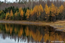 Autumn Larches Along The Lake  Victoria Park Truro Nova Scotia Canada 