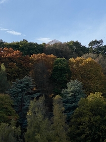 Autumnal colours 