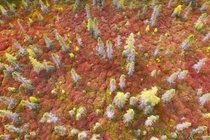 Autumnal flavor to the bogs of the Adirondack mountains NY 