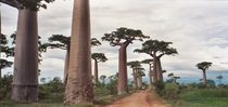 Avenue of the Baobabs Madagascar by Pat Hooper 