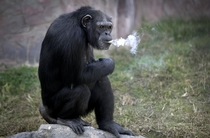 Azalea a -year-old female chimpanzee whose Korean name is Dallae smokes a cigarette at the Central Zoo in Pyongyang North Korea 