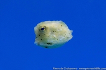 Babies longhorn cowfish Lactoria cornuta are amongst the cutest creatures you can find in the sea  Its horns arent visible yet but you can see the star-shaped arrangement of the bony plates found on its body