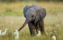 Baby African elephant Loxodonta africana 
x