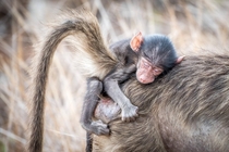 Baby baboon Papio anubis resting on his mother 