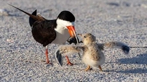 Baby Bird - Time for breakfast --Black Skimmer mom feeds baby