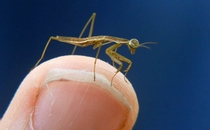 Baby mantis on the finger of a  year old child 