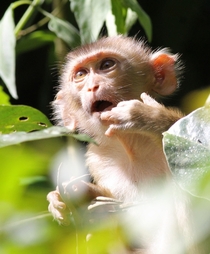 baby Northern pig-tailed macaque Macaca leonina Khao Yai NP Thailand 