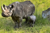 Baby Rhino with its mother at the zoo 