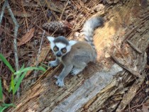 Baby ring-tailed lemur Lemur catta 