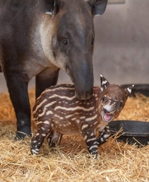 Baby Tapir 