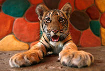Baby Tiger so cute 