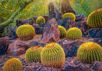Ball cacti garden 