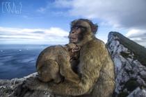 Barbary Macaques - Gibraltar - 
