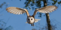 Barn Owl Photo credit to Danny Moore