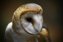 Barn Owl Tyto alba 
