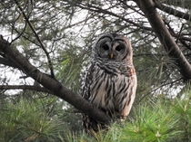 Barred Owl in pine tree