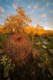Barrel Cactus at Sunset 