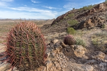 Barrel cactus Ferocactus cylindraceus near Phoenix Arizona 