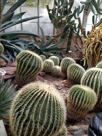 Barrel cactuses in the Lamberton Conservatory Rochester