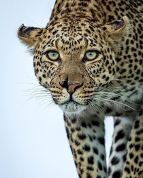 Battle scarred Here is a photo of a majestic leopard in Kruger national park South Africa