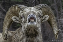 Battleworn Ram Bighorn Sheep