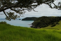 Bay of Islands NZ  IG saundersdvm
