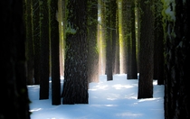 Beams of Light Through the Trees at Alpine Meadows CA 