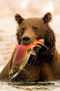 Bear-Fishing Care for a fish