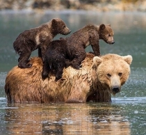 Bear-stacked