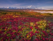 Bearberries in Denali National Park Alaska  Photo by Kevin McNeal