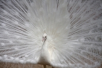 Beautiful Albino Peacock 