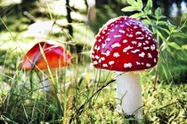Beautiful and deadly found in Swedish forestfly amanita Amanita muscaria