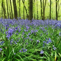 Beautiful bluebell woods in hertfordshire uk 