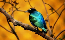 Beautiful bluegreen bird Sent it to rspecies for identification 