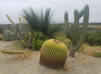 Beautiful Cacti San Diego CA 