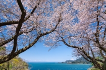 Beautiful coastline of Japan under the cherry trees with Mt Fuji in the distance  photo by Tomy Tsutsui