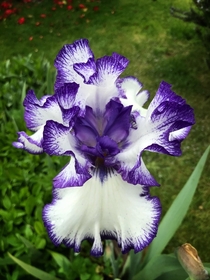 Beautiful iris- I think a bearded iris