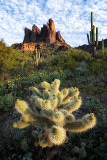 Beautiful morning light strikes a Cholla Cactus and the Superstition Mountains in Arizona 