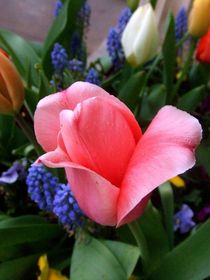 Beautiful Pink Tulip  by Jenevieve Marie