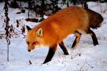 Beautiful Red Fox Vulpes vulpes in New Hampshire  OC