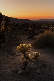 Beautiful sunrise light kissing cacti in the middle of a California desert  x