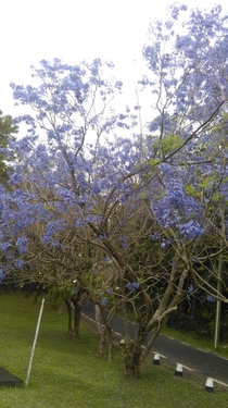Beautiful tree Mauritius but i dont know its name